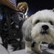 Photo: Jonathan Daniel/Getty Images